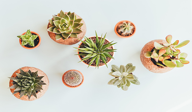 all succulents