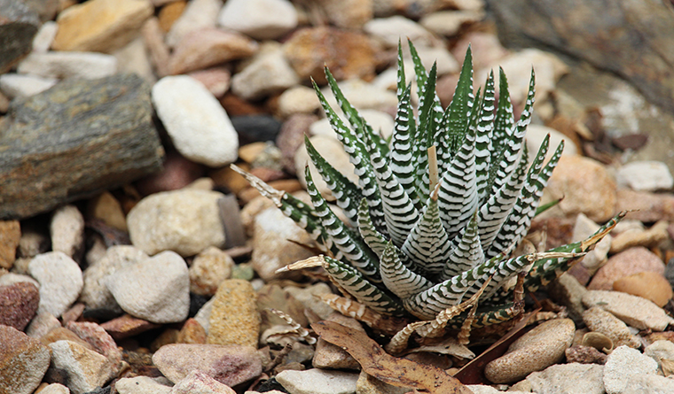 haworthia