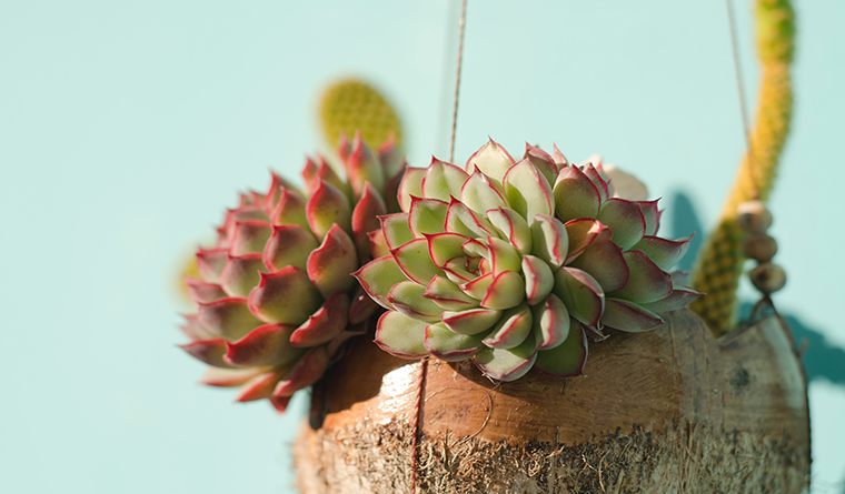 echeveria