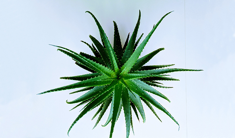 aloe