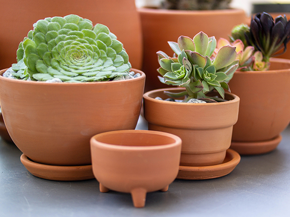 aeonium"