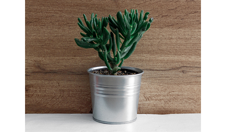 crassula"